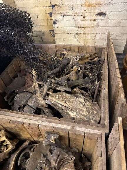 5 Large Wooden Storage Boxes with Bones and Props Inside