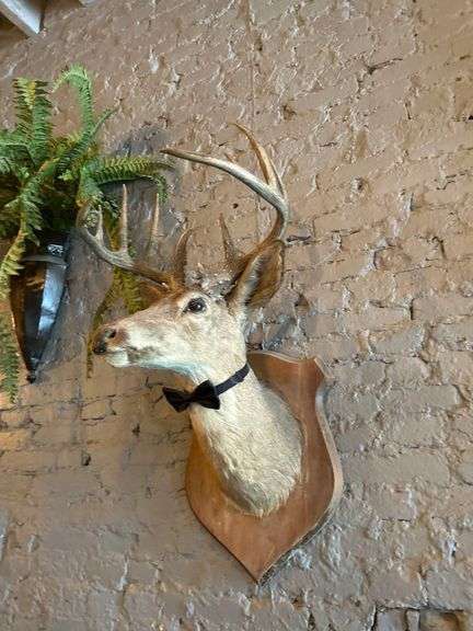4 - Taxiderimed Deer / Boar Mounted Heads