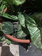 2 Faux Plants in Pots