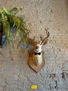 4 - Taxiderimed Deer / Boar Mounted Heads