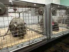 Contents and Partitions of Rat Laboratory Themed Escape Room - *See Pics!*