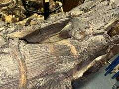 Zombie Cow Prop - Wood and Bone - Approx. 80in x 25in x 58in
