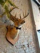 4 - Taxiderimed Deer / Boar Mounted Heads