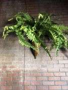 All Wall and Ceiling Decor Including Faux Plants, Vines, and Flowers, and Hanging Lanterns
