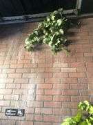 All Wall and Ceiling Decor Including Faux Plants, Vines, and Flowers, and Hanging Lanterns