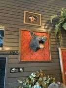 4 - Taxiderimed Deer / Boar Mounted Heads