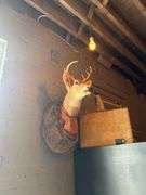 4 - Taxiderimed Deer / Boar Mounted Heads