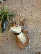 4 - Taxiderimed Deer / Boar Mounted Heads