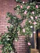 All Wall and Ceiling Decor Including Faux Plants, Vines, and Flowers, and Hanging Lanterns