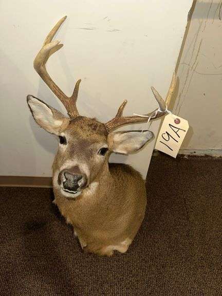 6 Pt Buck Mount