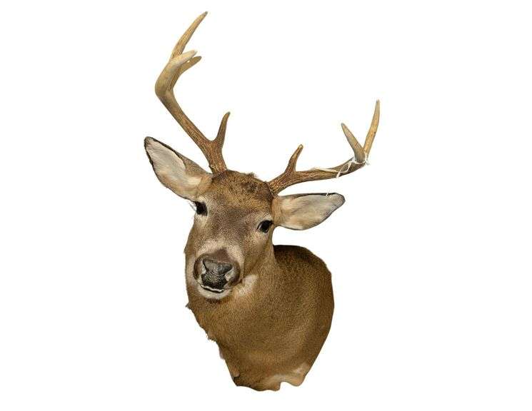 6 Pt Buck Mount