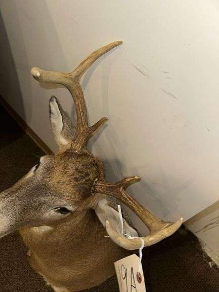 6 Pt Buck Mount