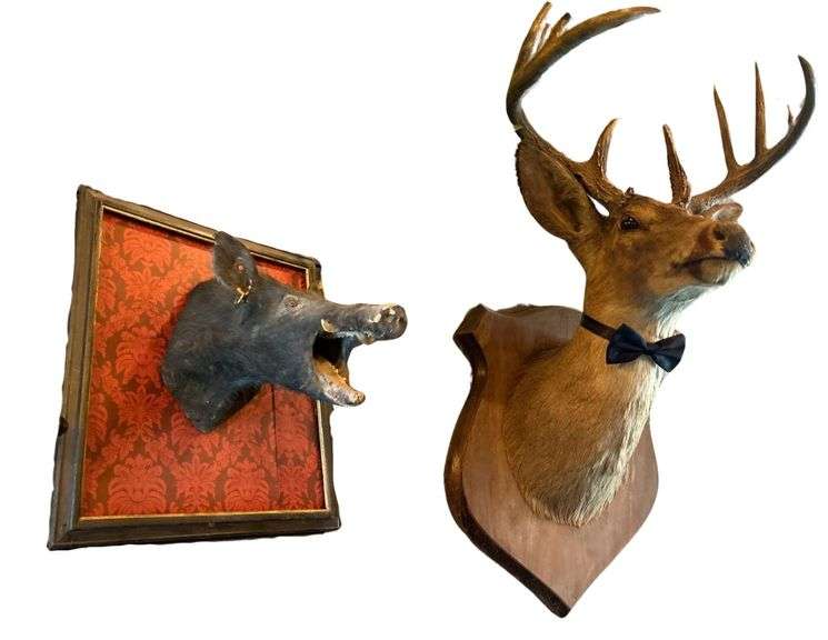 4 - Taxiderimed Deer / Boar Mounted Heads