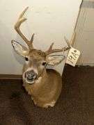 6 Pt Buck Mount