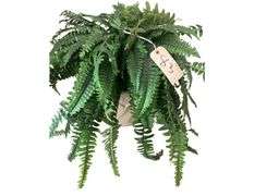 Faux Plant Decor