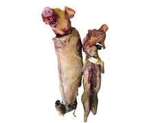 2 Slaughtered Pigs with 2 Detached Heads