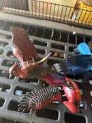 Lantern and Decorative Birds