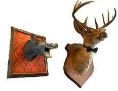 4 - Taxiderimed Deer / Boar Mounted Heads