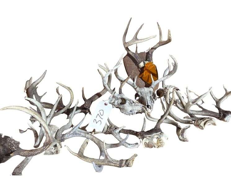 Large Assortment of Deer Antlers image