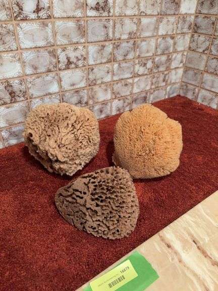 3 bath or decor sponges image