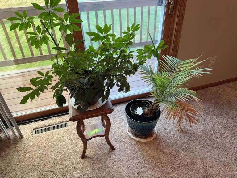 Oak plant stand w small LIVE umbrella plant and a palm plant (may not be alive by pick up) image