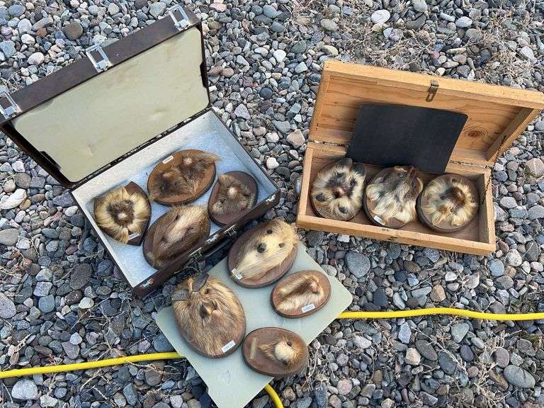 Weird and funky taxidermy projects