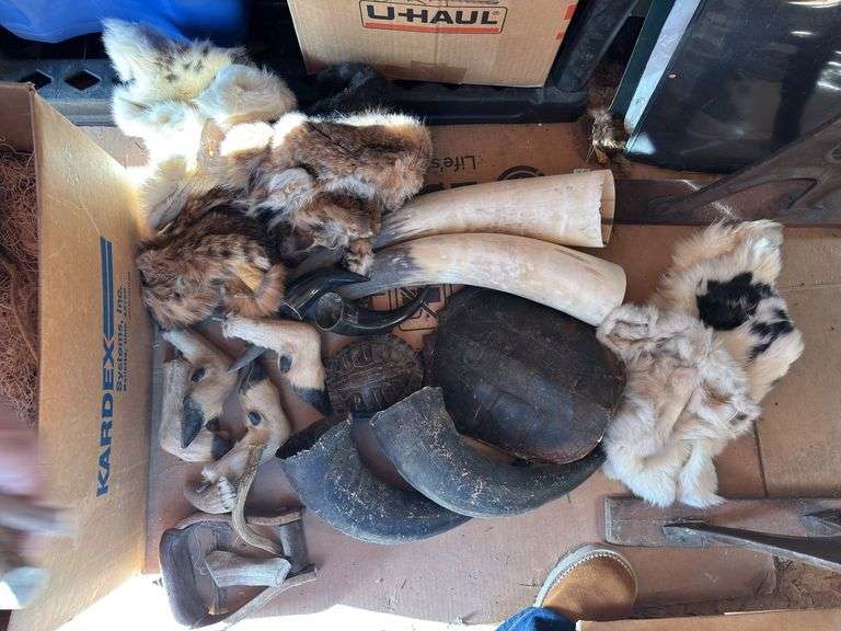 Horns hides and shells! image
