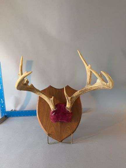 White tail antlers image