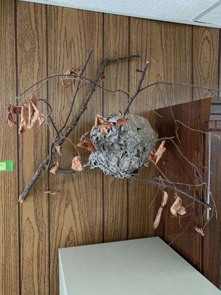 Small paperwasp nest on limb image