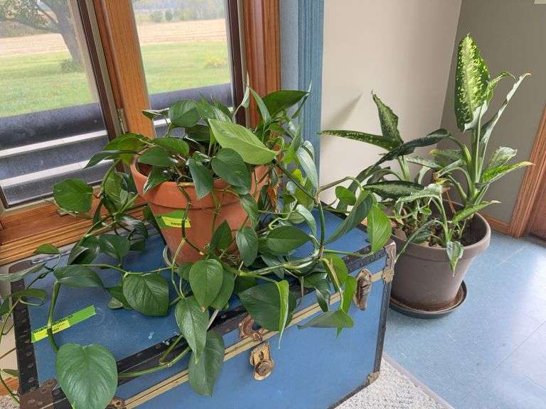 Devils Ivy and Dumb Cane LIVE plants, what a pair! image