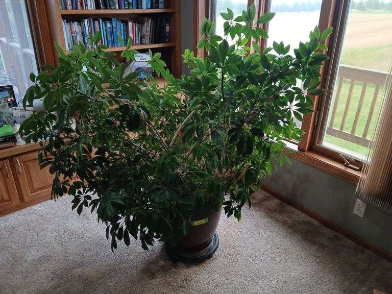 Very large LIVE umbrella tree in 18R x 17H plastic planter image