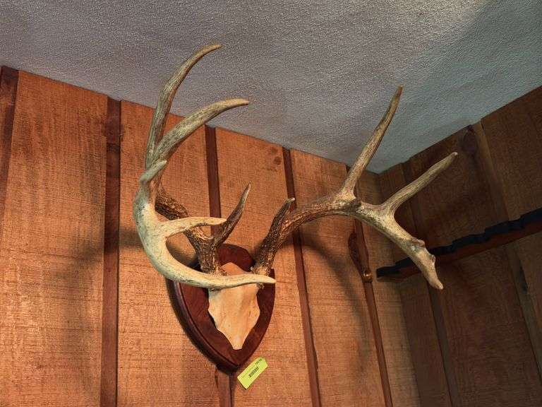 Large 10 pt whitetail rack