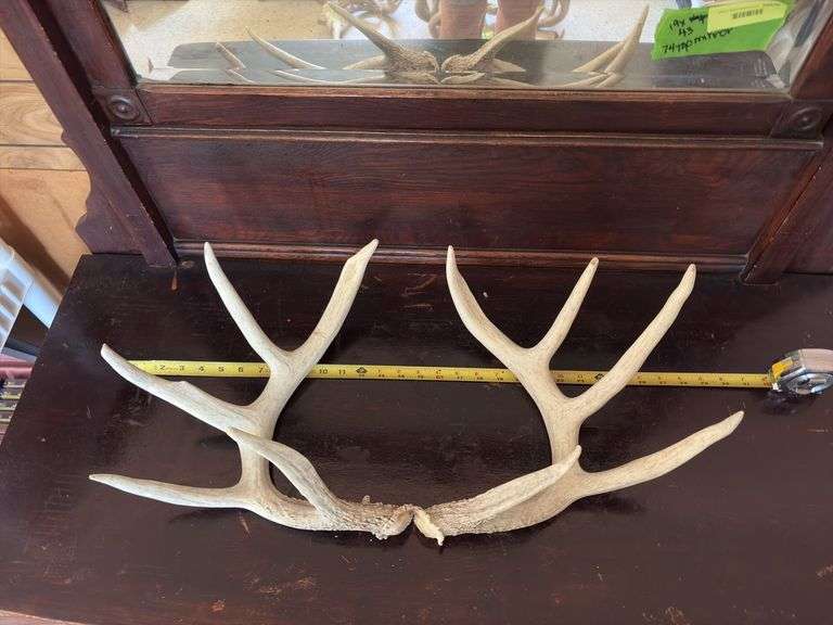 10 pt Whitetail antlers, sheds