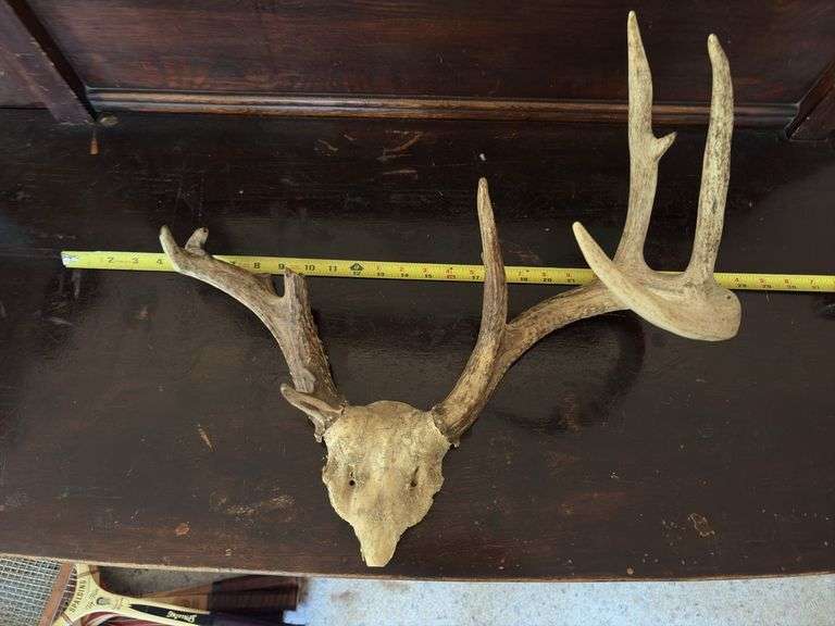 Whitetail rack on skull plate, unique