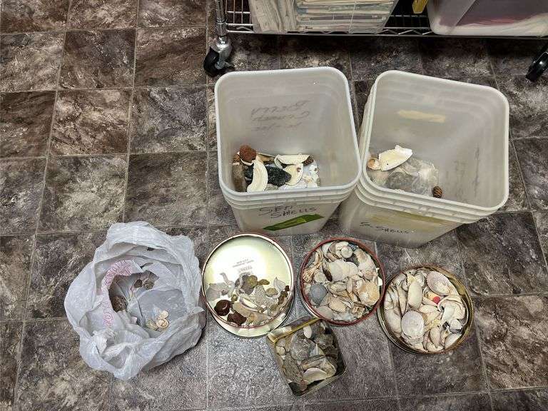 Sea shells 2 partial buckets