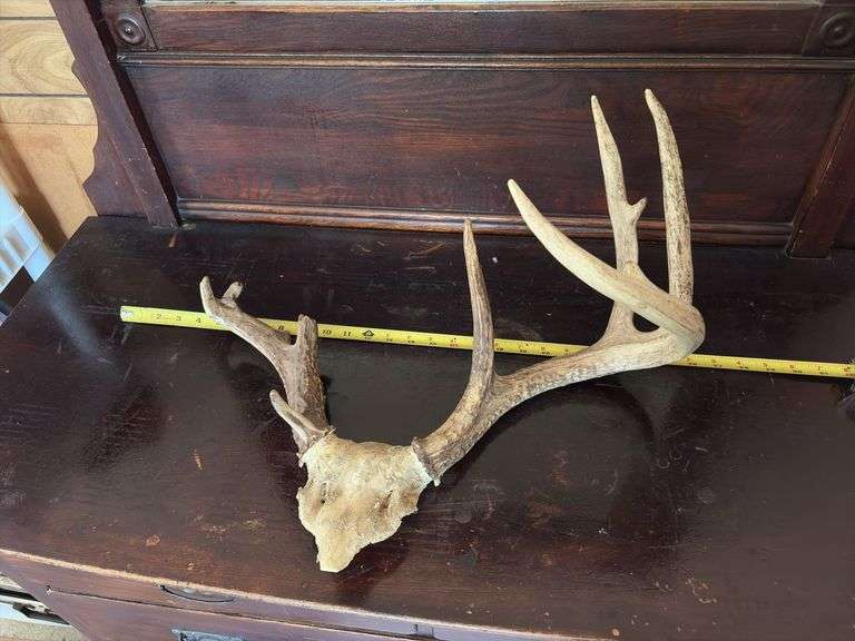 Whitetail rack on skull plate, unique