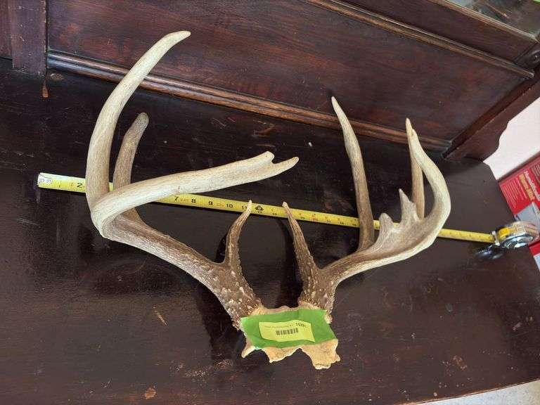 Whitetail rack on skull plate