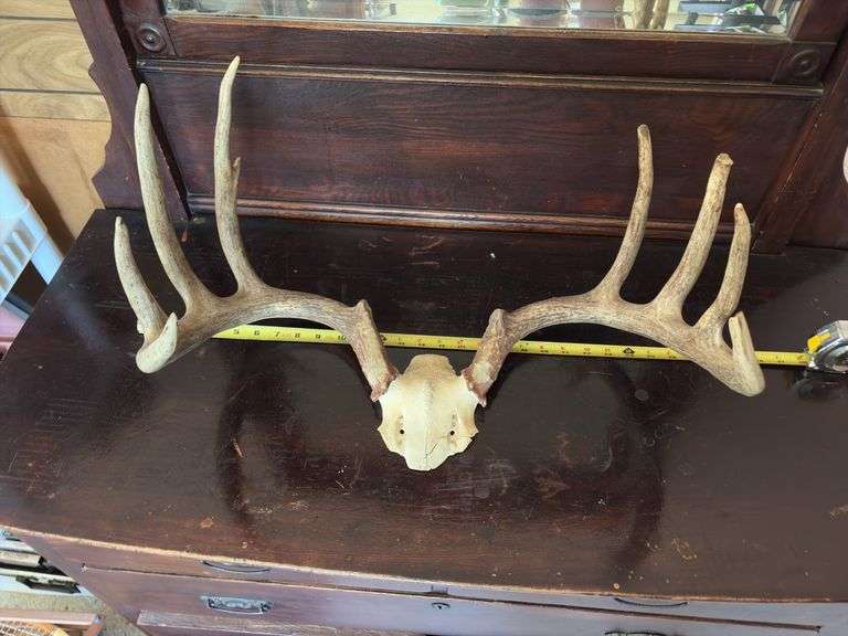 Whitetail rack on skull plate 8 pt 23" outside spread