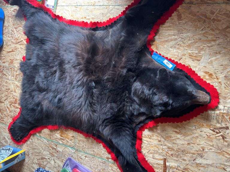 Bear hide rug 5’ 6 inch from nose to tail