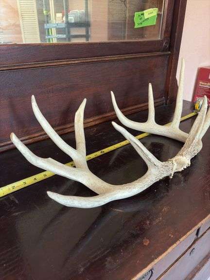10 pt Whitetail antlers, sheds