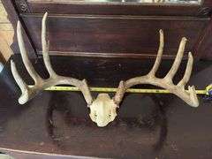 Whitetail rack on skull plate 8 pt 23" outside spread