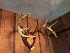 Large 10 pt whitetail rack