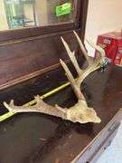 Whitetail rack on skull plate, unique