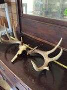 Whitetail rack on skull plate 10 pt, antler detached