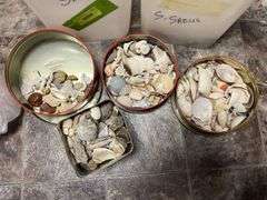 Sea shells 2 partial buckets