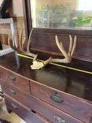 Whitetail rack on skull plate 8 pt 23" outside spread