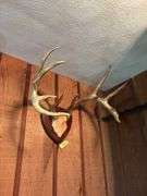 Large 10 pt whitetail rack