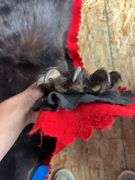 Bear hide rug 5’ 6 inch from nose to tail