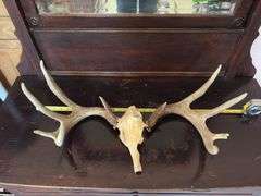 Whitetail rack on skull plate 10 pt, antler detached