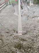 Two bottom mold board plow
